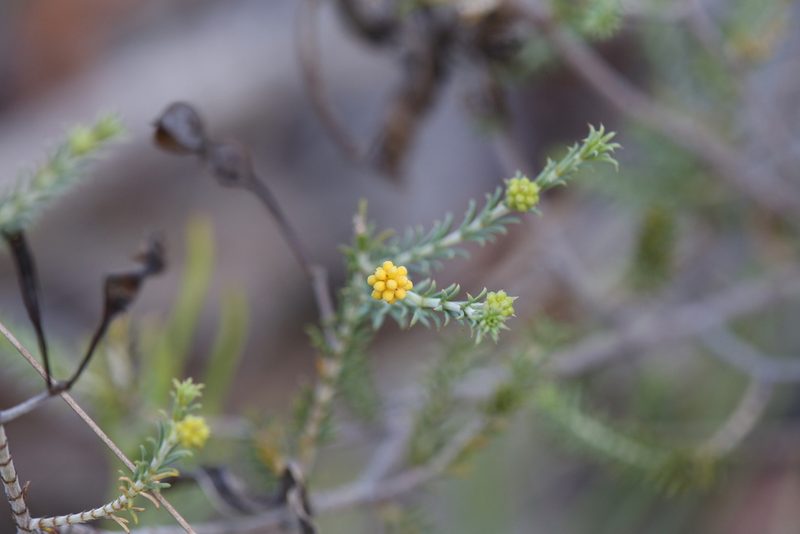 Acacia galioides, photographed by Hugo Innes
