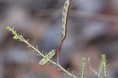 Acacia galioides, photographed by Hugo Innes