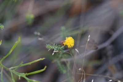 Acacia galioides, photographed by Hugo Innes