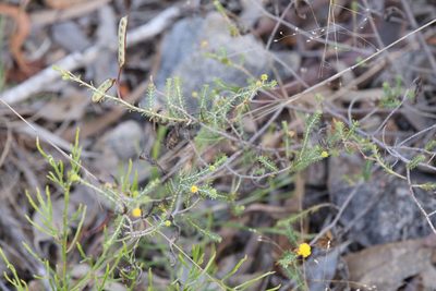 Acacia galioides, photographed by Hugo Innes