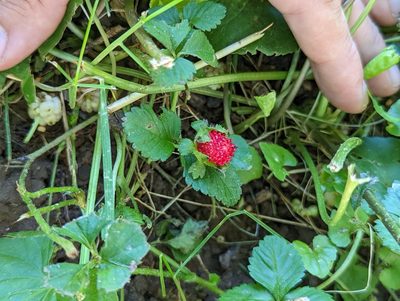 Potentilla indica, photographed by Corey Farwell