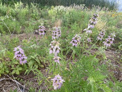 Monarda punctata