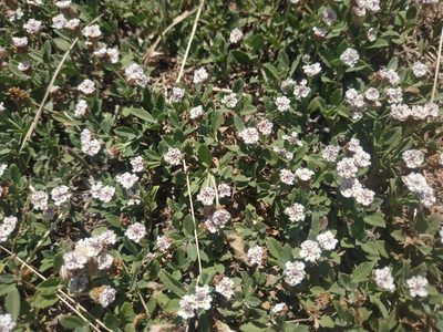 Phyla nodiflora