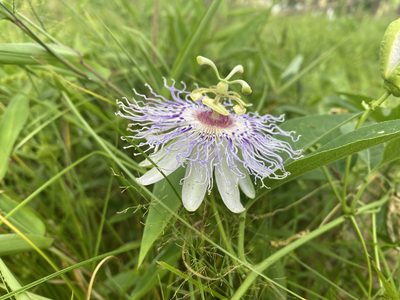 Passiflora incarnata, photographed by aarondamon