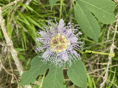 Passiflora incarnata, photographed by aarondamon