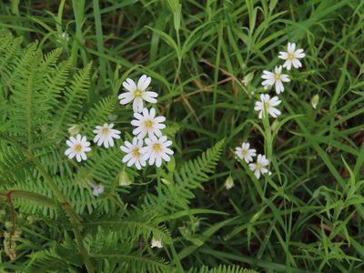 Rabelera holostea, photographed by Anne Thomson