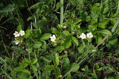 Fragaria viridis, photographed by Oleg Kosterin