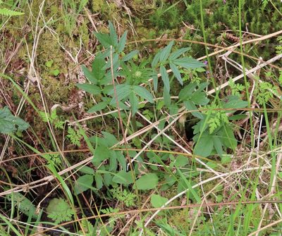 Valeriana officinalis, photographed by Anne Thomson