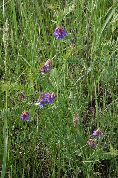 Vicia multicaulis, photographed by Oleg Kosterin