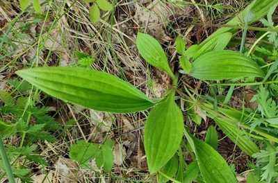 Plantago urvillei, photographed by Yurii Basov