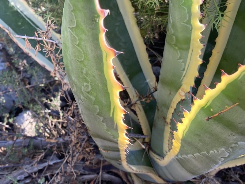 Agave americana, photographed by Marc Riera