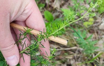 Galium verum, photographed by Yurii Basov