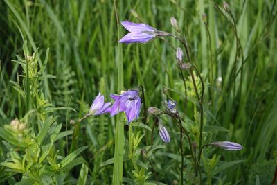 Campanula stevenii, photographed by Oleg Kosterin