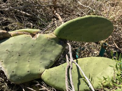 Opuntia ficus-indica, photographed by Marc Riera