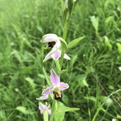 Ophrys apifera, photographed by Antony Coombs