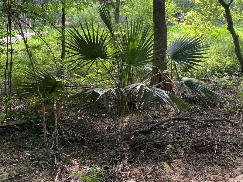 Sabal minor, photographed by aarondamon