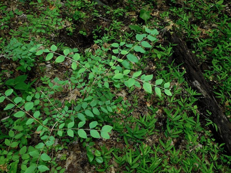 Symphoricarpos orbiculatus, photographed by Michael J. Papay