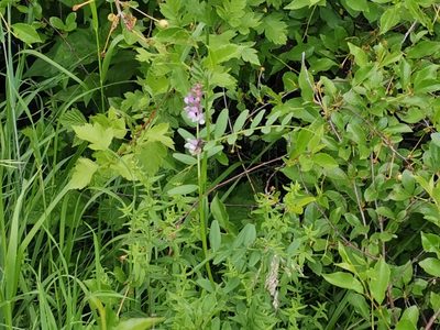 Vicia sepium, photographed by Miriam