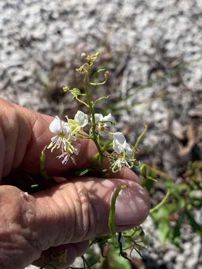 Cleome aldenella, photographed by Claire Herzog