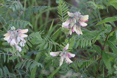 Tephrosia virginiana, photographed by Kathy Richardson