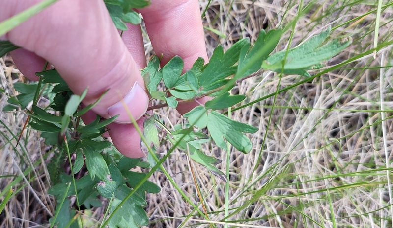 Thalictrum simplex, photographed by Yurii Basov