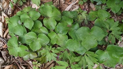 Hepatica nobilis, photographed by Mattia Menchetti