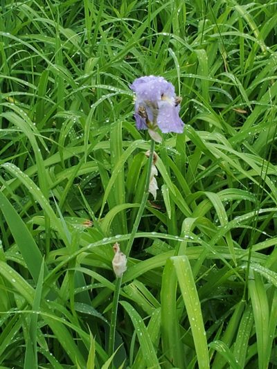 Iris pallida, photographed by Craig Martin