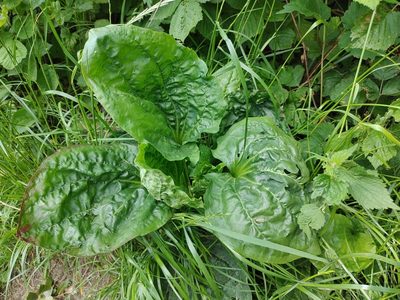 Plantago major, photographed by aga_l_