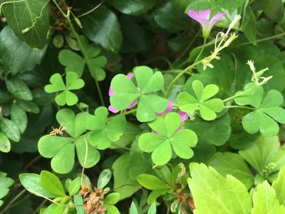 Oxalis debilis, photographed by Luka S. (someplant)