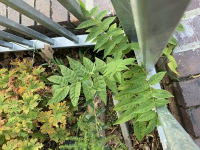 Ailanthus altissima, photographed by Dave Richardson