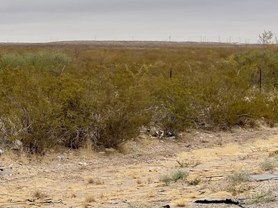 Larrea tridentata, photographed by CK2AZ