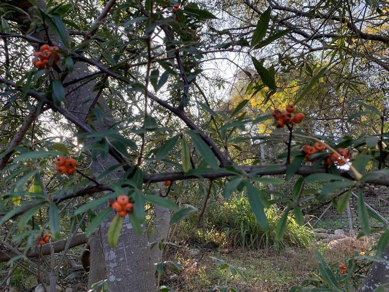 Pyracantha angustifolia, photographed by Dave Richardson