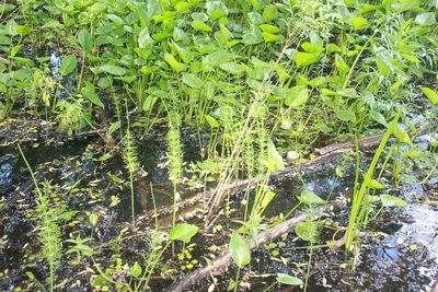 Equisetum fluviatile, photographed by Daria