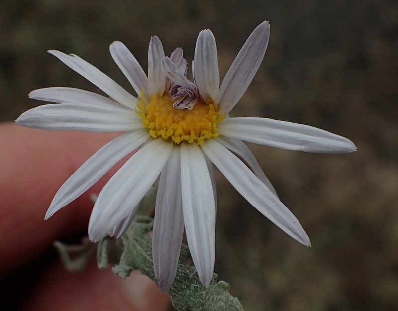 Arctotis leiocarpa, photographed by Nicola van Berkel