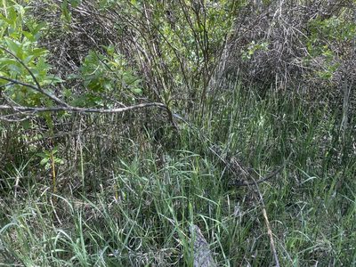 Equisetum hyemale, photographed by Bella Sims