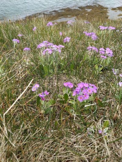 Primula laurentiana, photographed by Tyler Smith