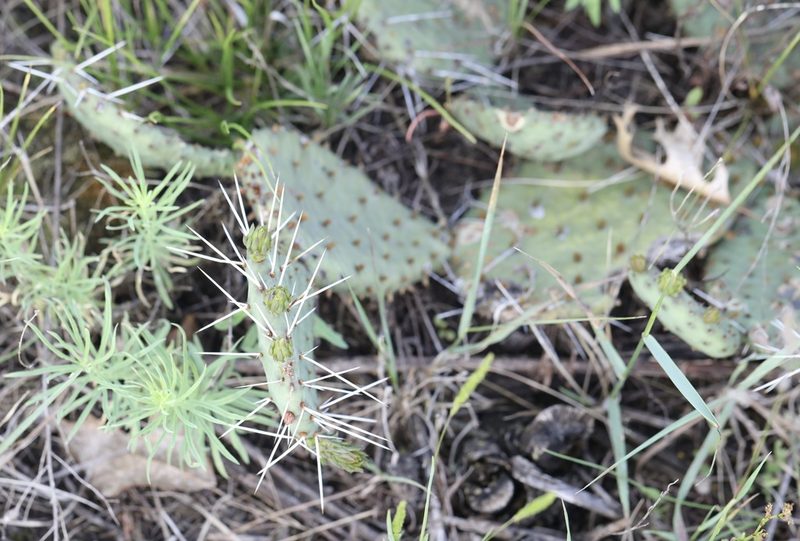 Opuntia macrorhiza, photographed by Cole Wolf