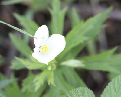 Anemonastrum canadense, photographed by Cole Wolf