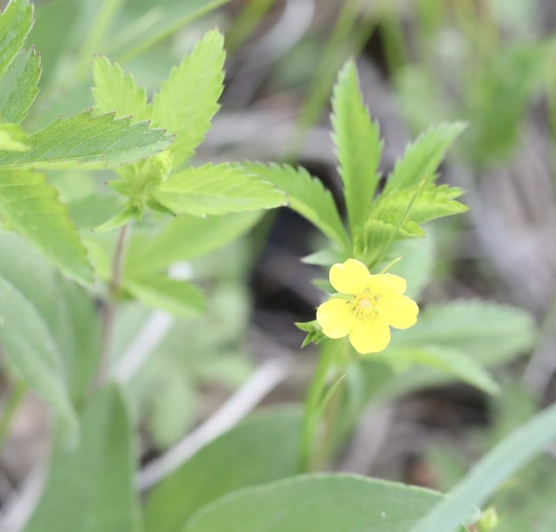 Potentilla simplex, photographed by Cole Wolf