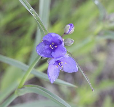 Tradescantia ohiensis, photographed by Cole Wolf
