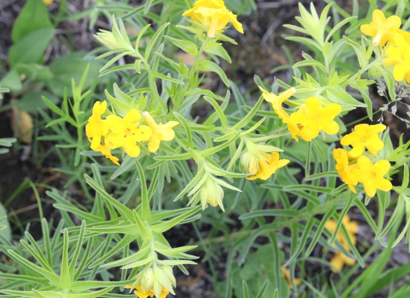 Lithospermum caroliniense, photographed by Cole Wolf