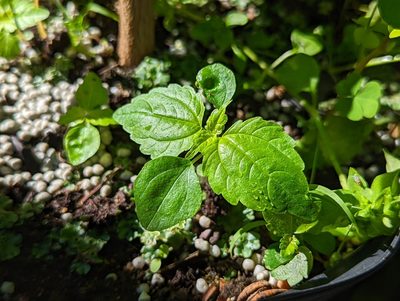 Pilea pumila, photographed by agbelliveau
