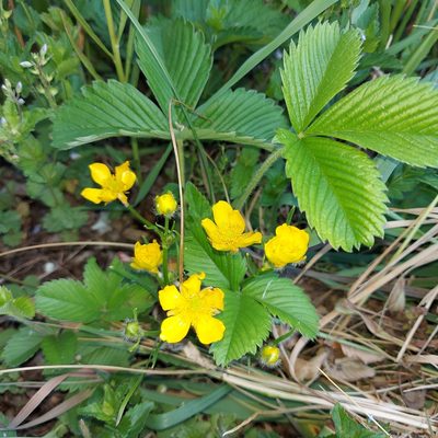 Ranunculus polyanthemos, photographed by Pavel Borodin