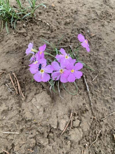 Phlox sibirica, photographed by Rodion Andreev