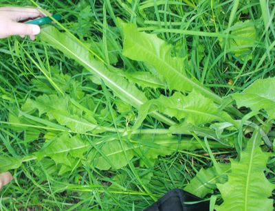 Cichorium intybus, photographed by Daria