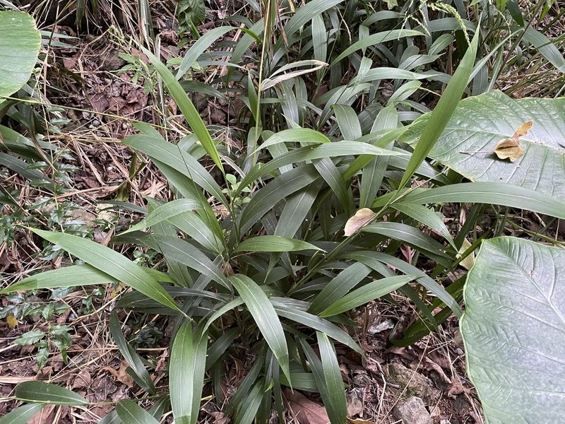 Setaria palmifolia, photographed by Lexi Amico