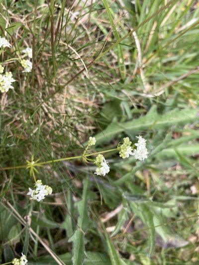 Galium sterneri, photographed by Josh Hedley