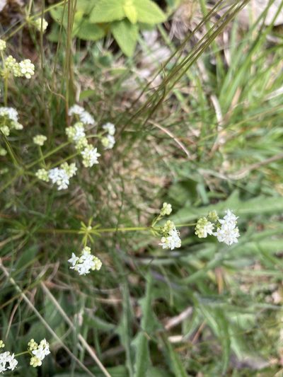 Galium sterneri, photographed by Josh Hedley