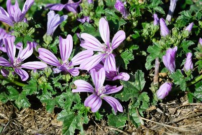 Malva sylvestris, photographed by Murielle Desrois
