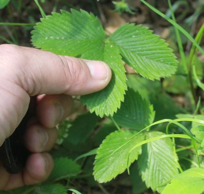 Fragaria viridis, photographed by Daria
